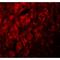Leucine-rich repeat transmembrane neuronal protein 3 antibody, LS-B9513, Lifespan Biosciences, Immunofluorescence image 