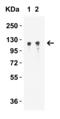 Vinculin antibody, 7809, ProSci Inc, Western Blot image 