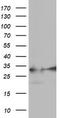 Exosome complex exonuclease RRP42 antibody, TA504244, Origene, Western Blot image 