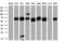 EDL antibody, GTX84211, GeneTex, Western Blot image 