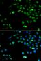 Homeobox protein Hox-A1 antibody, orb247681, Biorbyt, Immunofluorescence image 