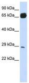 Phosphoribosyl Transferase Domain Containing 1 antibody, TA346806, Origene, Western Blot image 