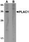 Placenta Enriched 1 antibody, A09488, Boster Biological Technology, Western Blot image 