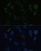 Syntaxin-1A antibody, 19-739, ProSci, Immunofluorescence image 