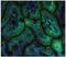 Mucosal Vascular Addressin Cell Adhesion Molecule 1 antibody, NBP1-28147, Novus Biologicals, Immunohistochemistry frozen image 