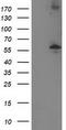 Protein Phosphatase, Mg2+/Mn2+ Dependent 1B antibody, CF502863, Origene, Western Blot image 