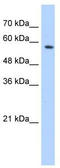 Splicing Factor 3a Subunit 3 antibody, TA345986, Origene, Western Blot image 