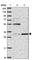 Uridine-Cytidine Kinase 1 antibody, HPA050969, Atlas Antibodies, Western Blot image 