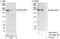 Rap Guanine Nucleotide Exchange Factor 6 antibody, A301-967A, Bethyl Labs, Immunoprecipitation image 
