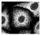 B Cell Receptor Associated Protein 31 antibody, ALX-804-601-C100, Enzo Life Sciences, Immunocytochemistry image 