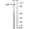 Ubiquitin carboxyl-terminal hydrolase 13 antibody, A07816, Boster Biological Technology, Western Blot image 