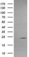 Amyloid P Component, Serum antibody, TA505248BM, Origene, Western Blot image 