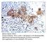 Phosphodiesterase 12 antibody, PD12-112AP, FabGennix, Immunohistochemistry paraffin image 