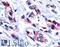 Estrogen Related Receptor Beta antibody, LS-A7128, Lifespan Biosciences, Immunohistochemistry frozen image 