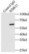 DDB1 And CUL4 Associated Factor 10 antibody, FNab09489, FineTest, Immunoprecipitation image 