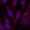 Cadherin 6 antibody, MAB2715, R&D Systems, Immunohistochemistry frozen image 