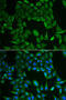 Colipase antibody, 22-160, ProSci, Immunofluorescence image 