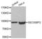 SECIS Binding Protein 2 antibody, abx003775, Abbexa, Western Blot image 