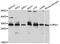ORAI Calcium Release-Activated Calcium Modulator 1 antibody, A10953, ABclonal Technology, Western Blot image 