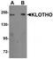Klotho antibody, TA319778, Origene, Western Blot image 
