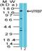 DDB1 And CUL4 Associated Factor 1 antibody, NBP2-27203, Novus Biologicals, Western Blot image 