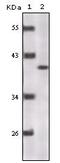 p16-INK4 antibody, MA5-17093, Invitrogen Antibodies, Western Blot image 