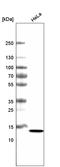 Cancer/Testis Antigen 83 antibody, AMAb91318, Atlas Antibodies, Western Blot image 