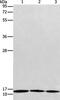 Ribosomal Protein S27 antibody, PA5-50186, Invitrogen Antibodies, Western Blot image 