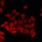 Corticotropin-releasing factor-binding protein antibody, orb412466, Biorbyt, Immunofluorescence image 