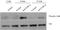 C-type lectin domain family 1 member B antibody, TA353098L, Origene, Western Blot image 