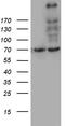 Myosin-XVIIIa antibody, TA812216S, Origene, Western Blot image 
