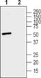 SLC30A3 antibody, PA5-77769, Invitrogen Antibodies, Western Blot image 