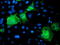 Katanin p80 WD40-containing subunit B1 antibody, TA503814, Origene, Immunofluorescence image 