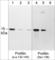 CDC3 antibody, PP4791, ECM Biosciences, Western Blot image 