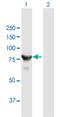 Alpha-catulin antibody, H00008727-B01P, Novus Biologicals, Western Blot image 