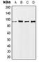 Nibrin antibody, LS-C354048, Lifespan Biosciences, Western Blot image 