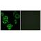 Uncharacterized aarF domain-containing protein kinase 4 antibody, A10608, Boster Biological Technology, Immunofluorescence image 