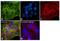 Cytokeratin Pan  antibody, MA1-82041, Invitrogen Antibodies, Immunofluorescence image 
