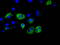 CDGSH Iron Sulfur Domain 1 antibody, TA500904, Origene, Immunofluorescence image 