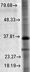 Syntaxin 1A antibody, orb67369, Biorbyt, Western Blot image 
