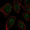 Zinc Finger Protein 664 antibody, HPA047846, Atlas Antibodies, Immunofluorescence image 