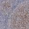 VANGL Planar Cell Polarity Protein 2 antibody, HPA027043, Atlas Antibodies, Immunohistochemistry paraffin image 