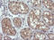 Ras Homolog Family Member J antibody, LS-C174343, Lifespan Biosciences, Immunohistochemistry frozen image 