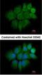 Keratin 2 antibody, NBP1-31423, Novus Biologicals, Immunocytochemistry image 