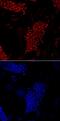 Forkhead Box D3 antibody, AF5090, R&D Systems, Immunocytochemistry image 