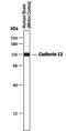 Cadherin-13 antibody, PA5-47472, Invitrogen Antibodies, Western Blot image 