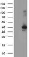 Crystallin Zeta Like 1 antibody, LS-C173945, Lifespan Biosciences, Western Blot image 