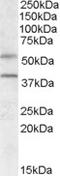 G-protein coupled receptor 81 antibody, EB09442, Everest Biotech, Western Blot image 