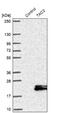 Tachykinin 3 antibody, NBP1-92178, Novus Biologicals, Western Blot image 