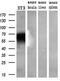 Potassium Voltage-Gated Channel Subfamily J Member 3 antibody, M05677, Boster Biological Technology, Western Blot image 